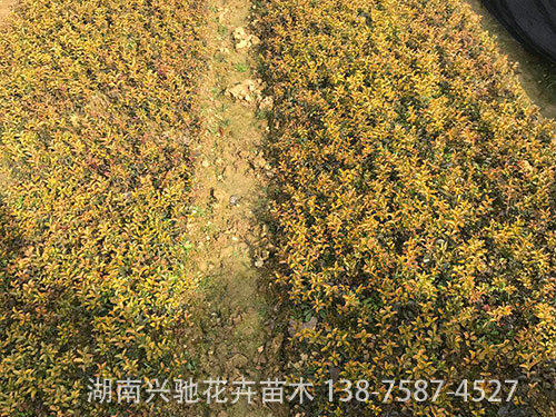 出貨現(xiàn)場(chǎng)